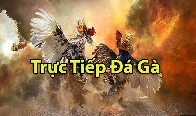 https://faper.online/tim-hieu-ve-da-ga-thomo-campuchia/